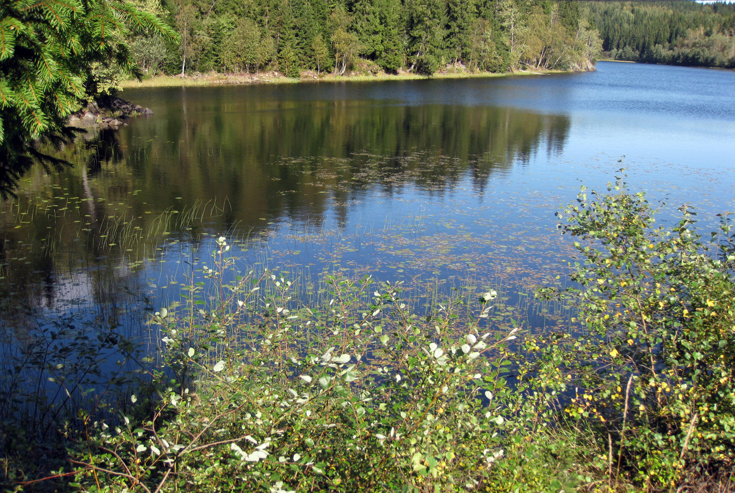 Movann - Nordmarka